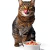 Natural Code Wet Cat Food High Protein Chicken Broth 3 oz Pack of 24-7